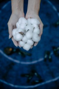 Hands gently cradle fresh cotton bolls against a vibrant blue background.